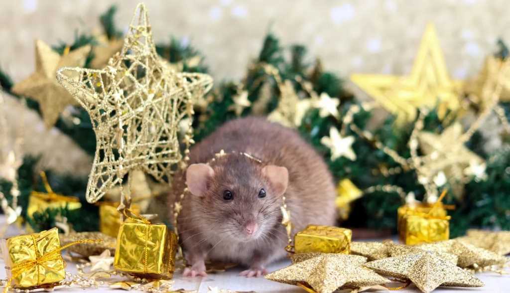 Как встречать Новый год 2020 в чем встречать год Крысы